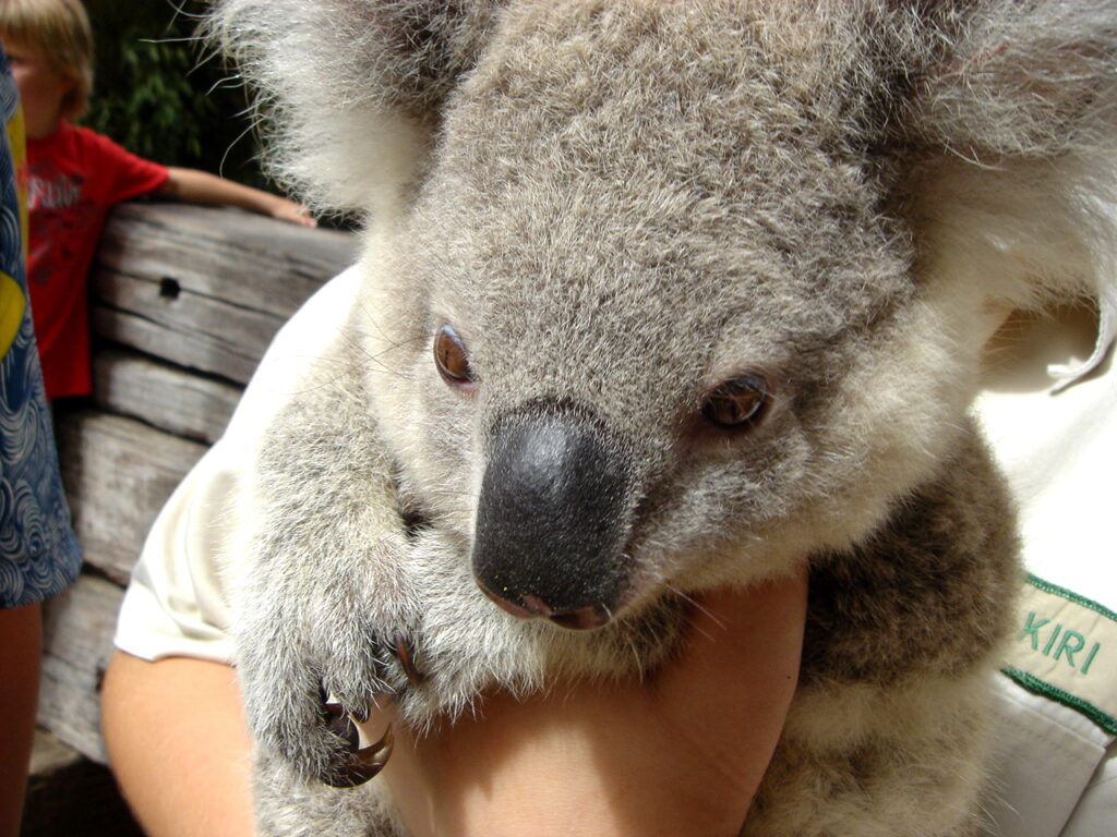 コアラ ポートスティーブンス・コアラ・サンクチュアリ（Port Stephens Koala