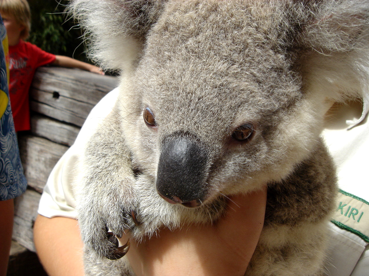 【2025】オーストラリアでコアラを抱っこできる動物園8選!生態系や習性も解説