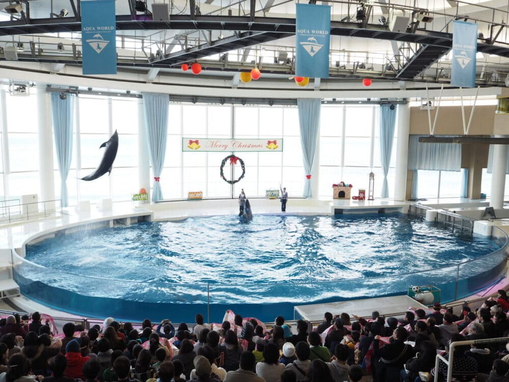 アクアワールド大洗水族館「イルカショー」を解説！基本情報・アクセス方法も紹介