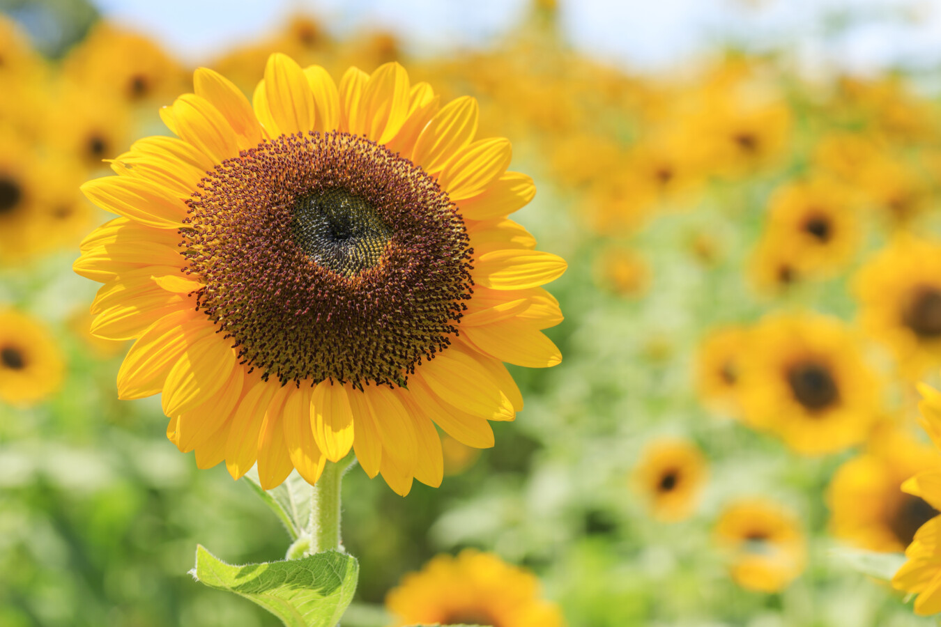 関東 ひまわり畑
