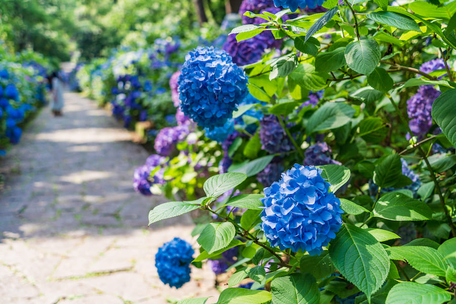 2022年】全国の紫陽花おすすめスポット10選！見頃やあじさい祭りの情報