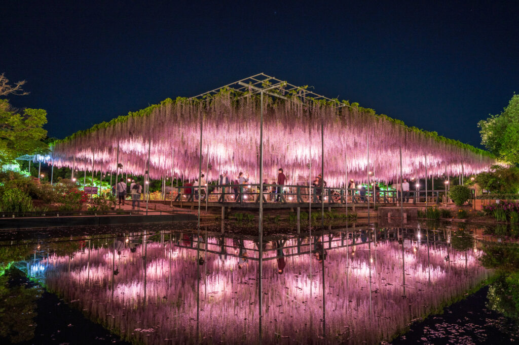 あしかがフラワーパークの入園には予約が必要？予約のメリットと