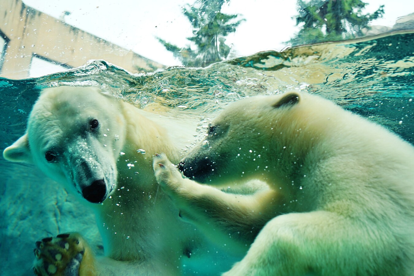 旭山動物園の入園料や見どころを解説！所要時間や営業時間も紹介