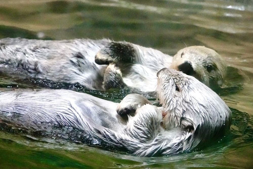 2025年】鳥羽水族館のお土産おすすめ14選｜限定品・人気商品を完全ガイド