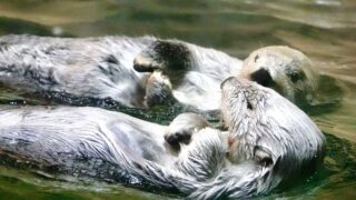 2025年最新】鳥羽水族館のラッコ完全ガイド｜メイ＆キラの見どころ・お