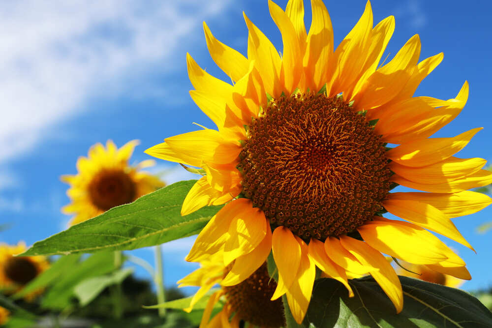 2025】葛西臨海公園のひまわりはいつまで？見頃や撮影スポットを解説