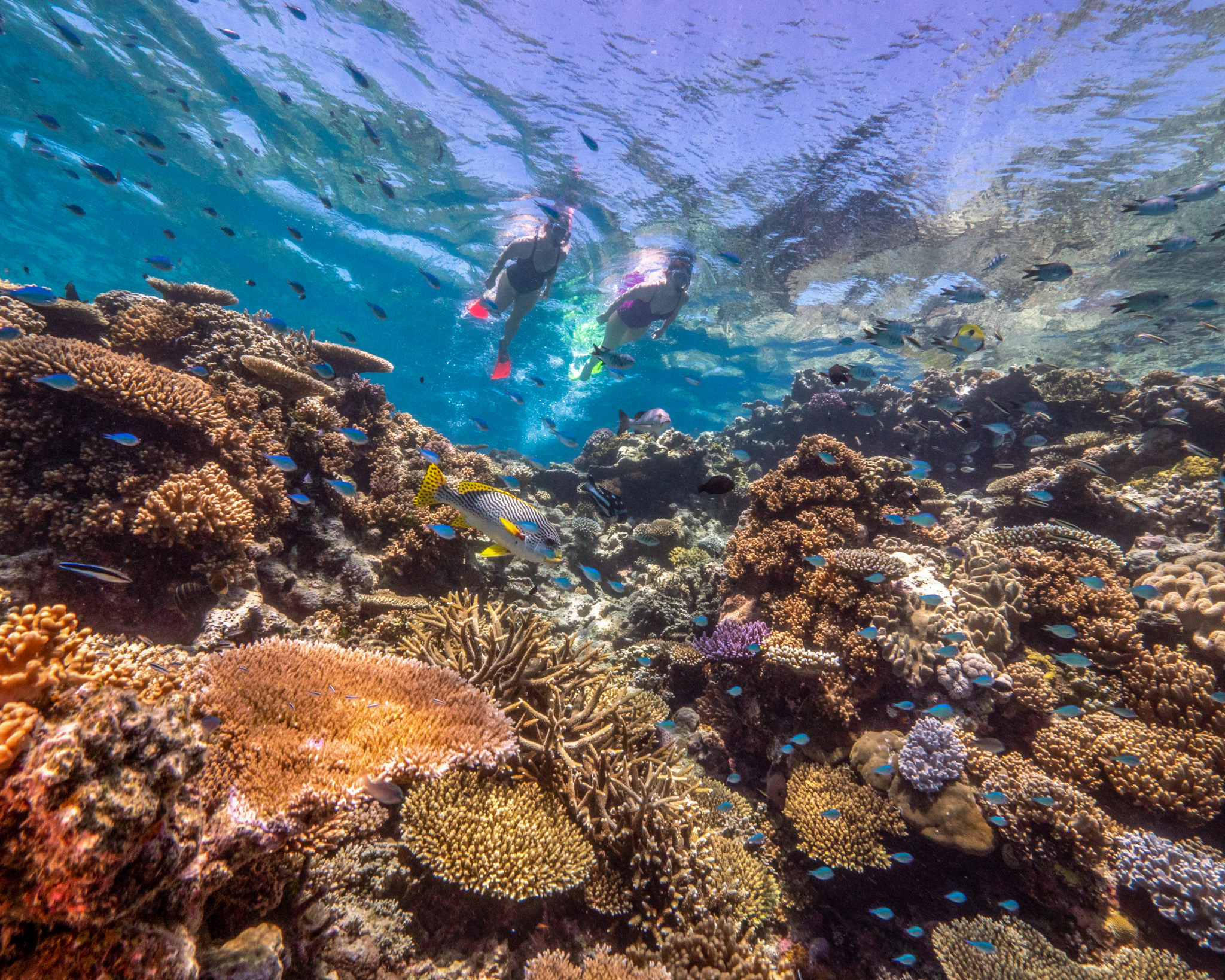 2025】グレートバリアリーフツアーおすすめ9選