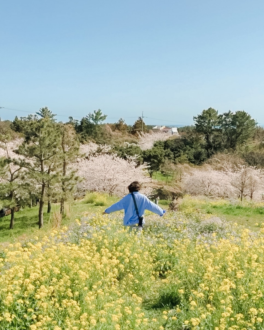 제주 유채꽃