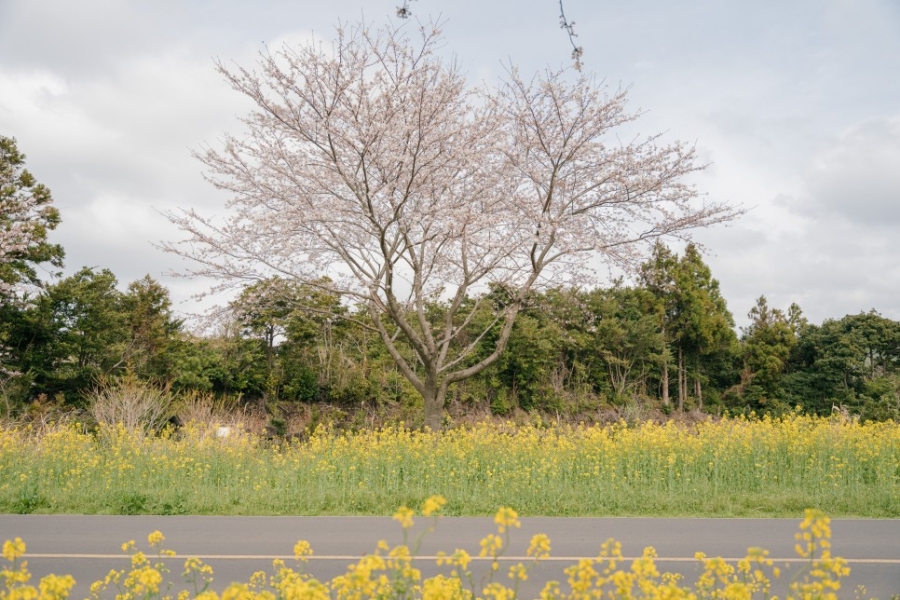 제주 유채꽃