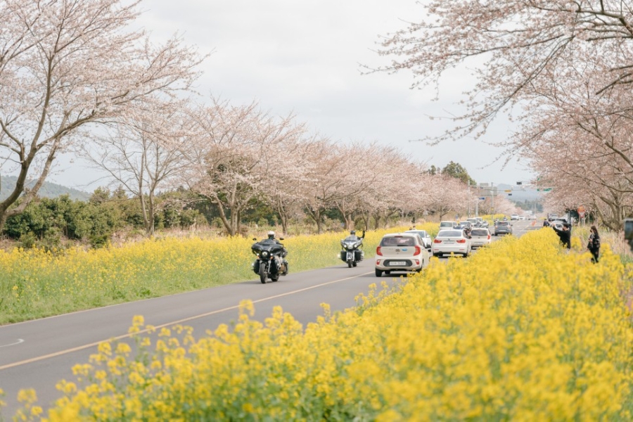 제주 유채꽃