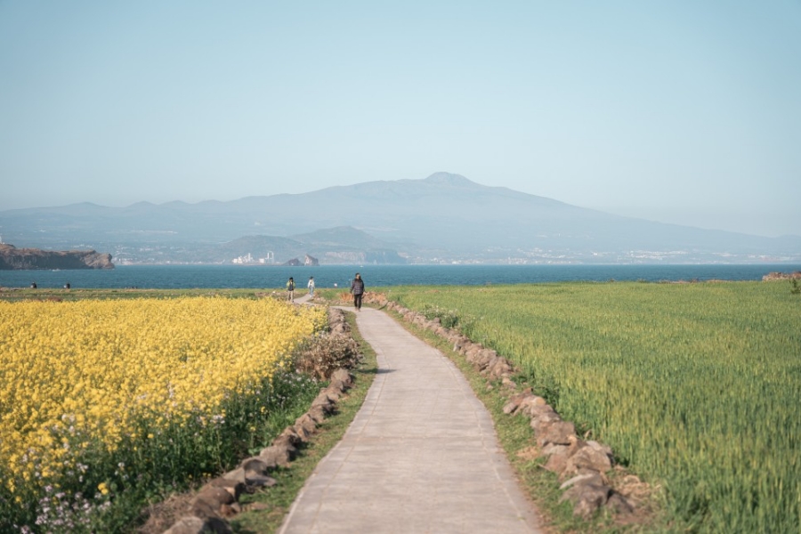 제주 유채꽃