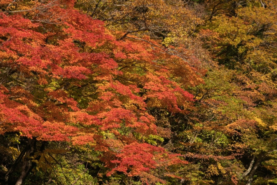 제주단풍사진찍기좋은곳 제주도사찰 제주천왕사