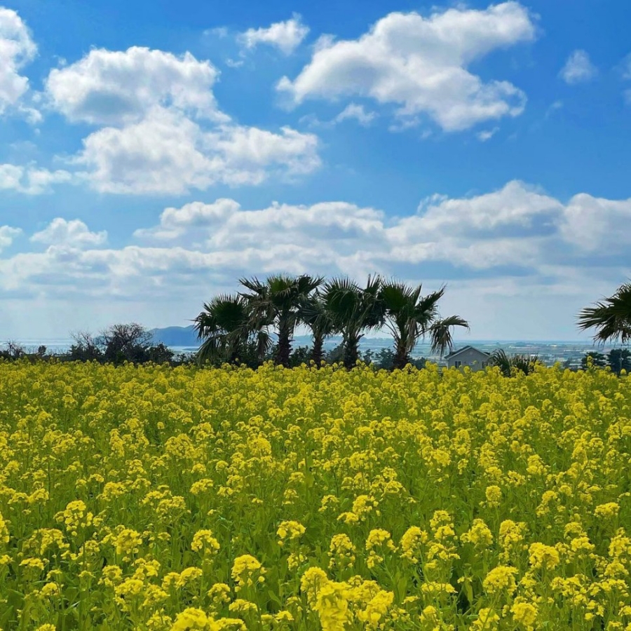 제주도 유채꽃