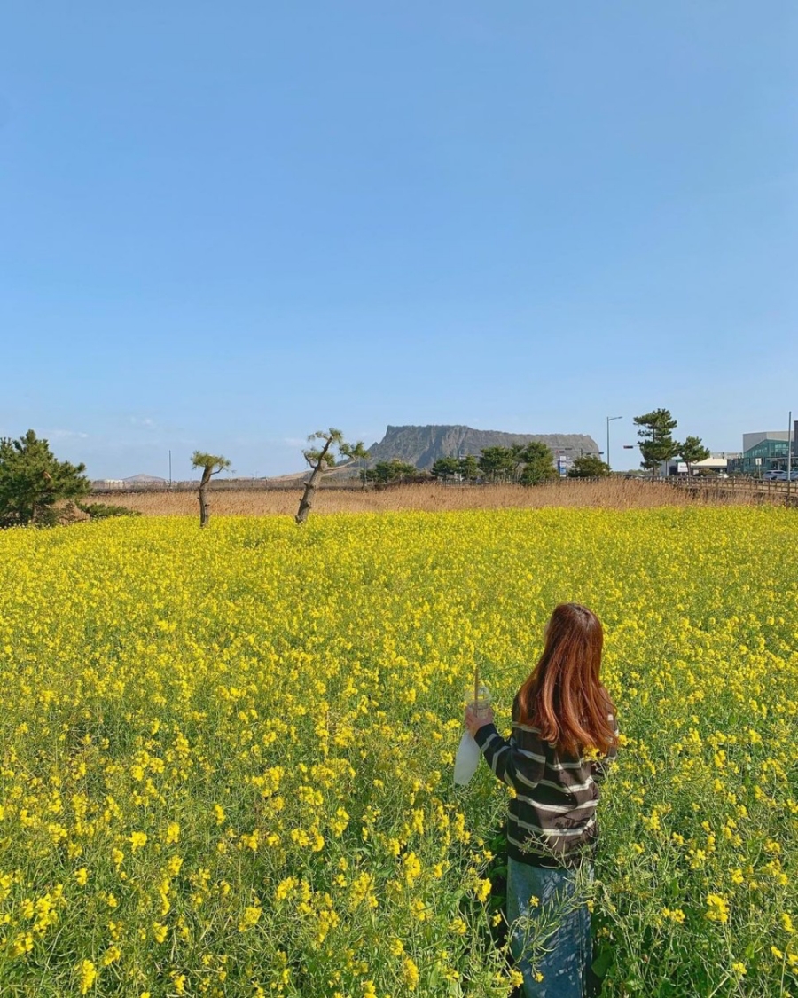 제주도 유채꽃
