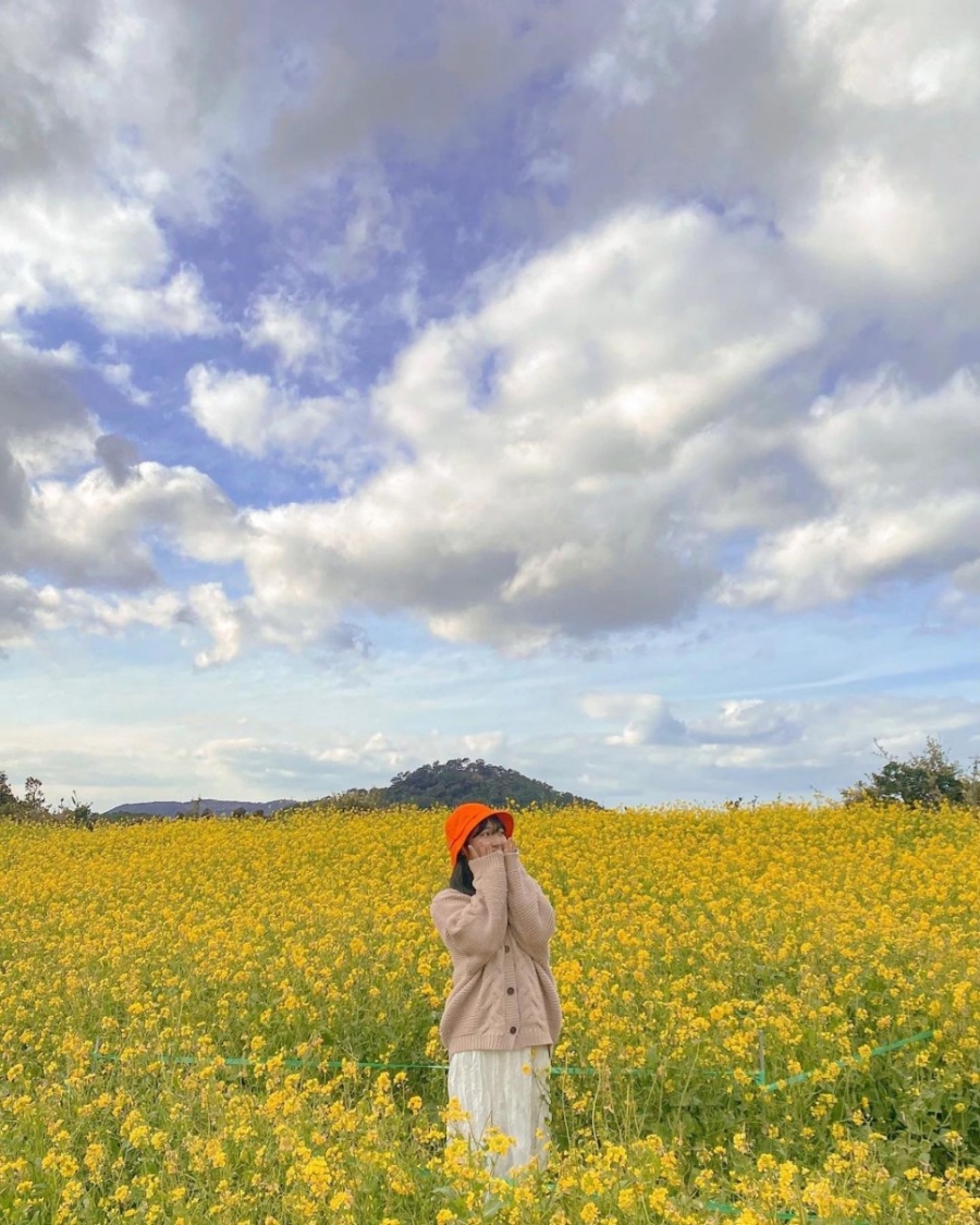 제주도 유채꽃