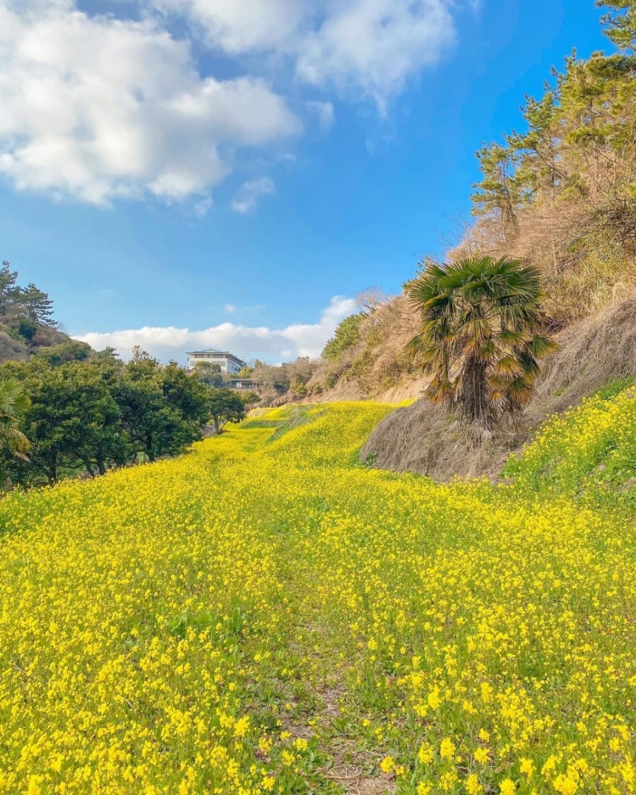 제주도 유채꽃