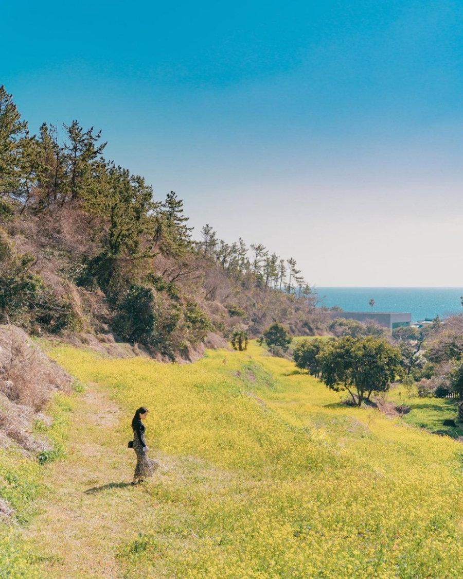 제주도 유채꽃