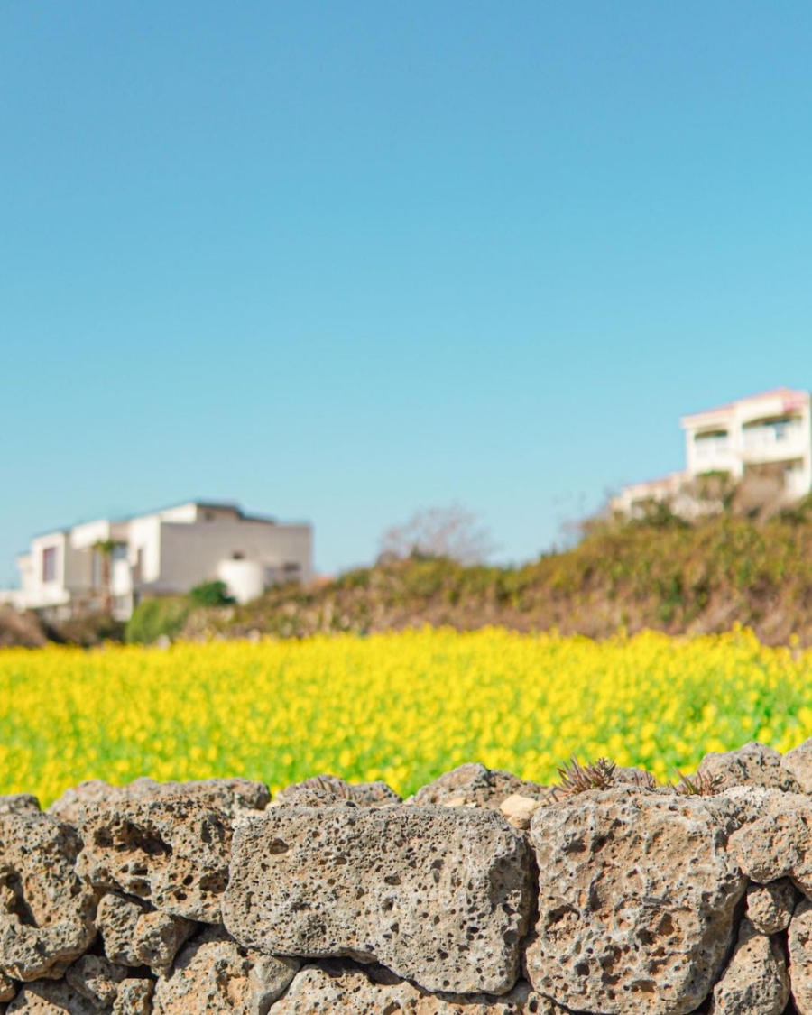 제주도 유채꽃
