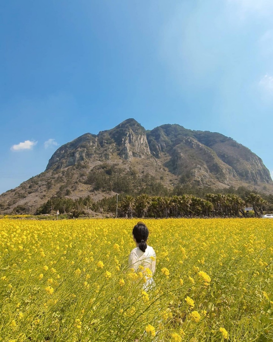 제주도 유채꽃