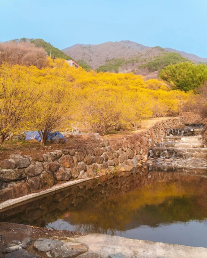 4월 구례 산수유마을