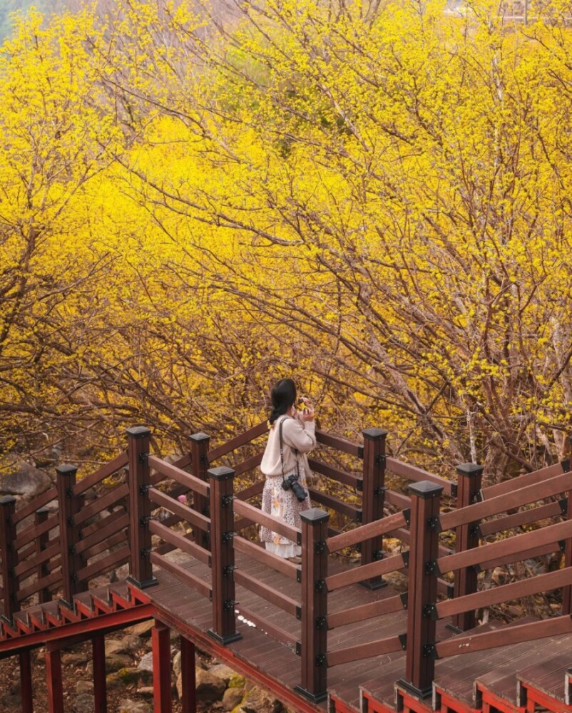 4월 구례 산수유마을