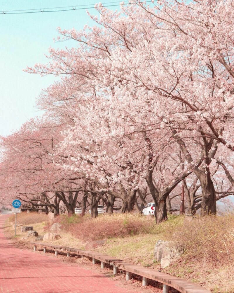 4월 경주 흥무로