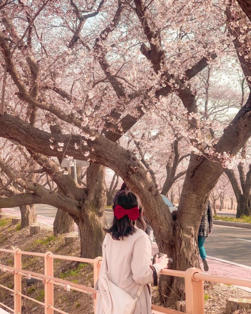 4월 경주 흥무로