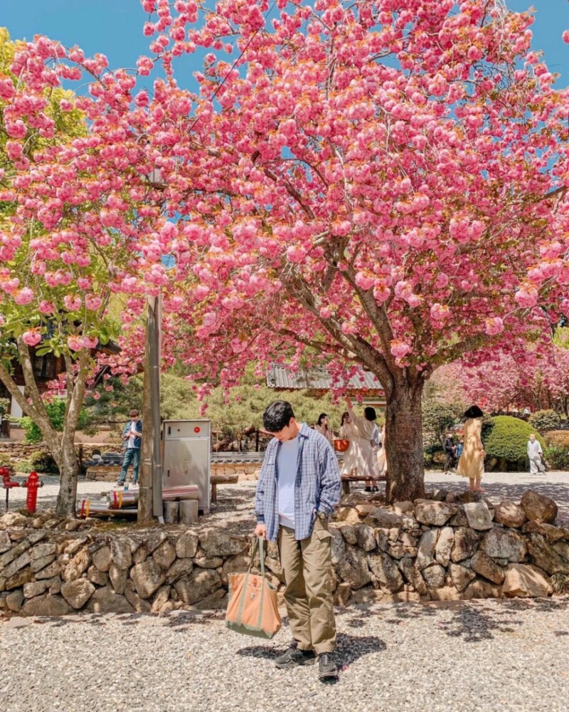 4월 순천 선암사