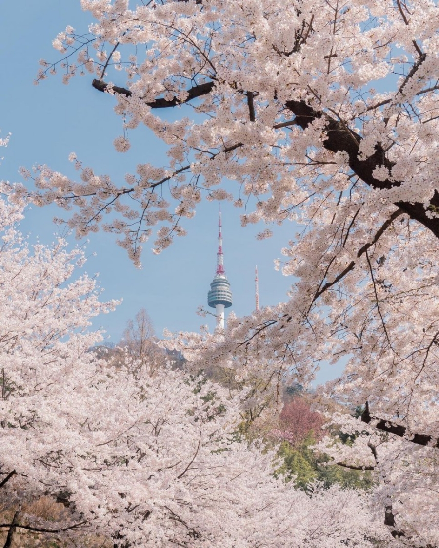 서울 벚꽃명소