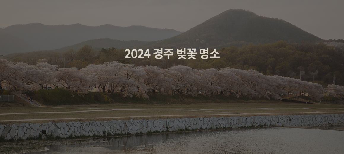 2026 경주 벚꽃 명소 총정리
