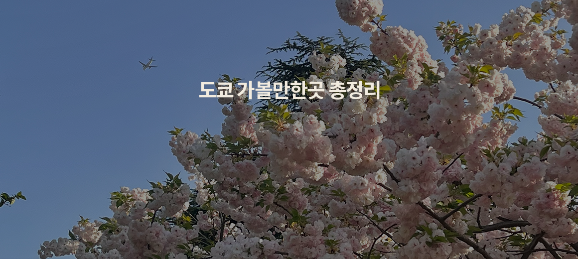 2025 도쿄 여행 총정리! 여행코스, 가볼만한곳, 놀거리
