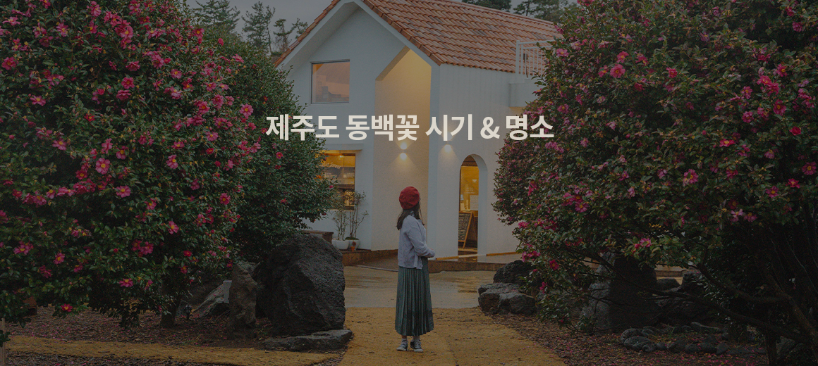 2024 제주도 동백꽃 시기 &#038; 명소 BEST 3