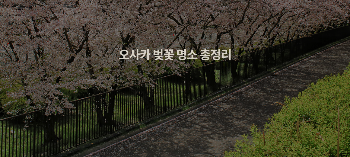 2026 오사카 벚꽃 시기 & 명소 총정리