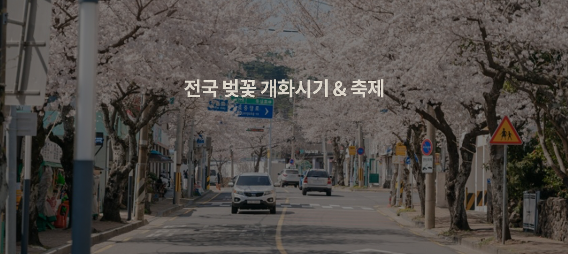 2026 벚꽃 개화시기 & 벚꽃 명소 축제 총정리