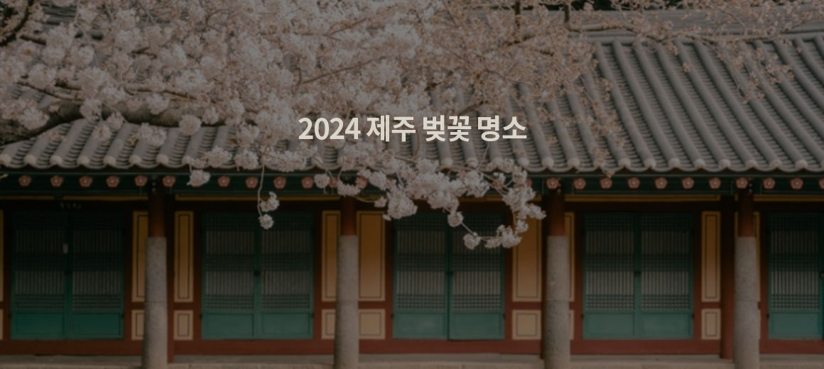 2024 제주도 벚꽃 명소 BEST 8