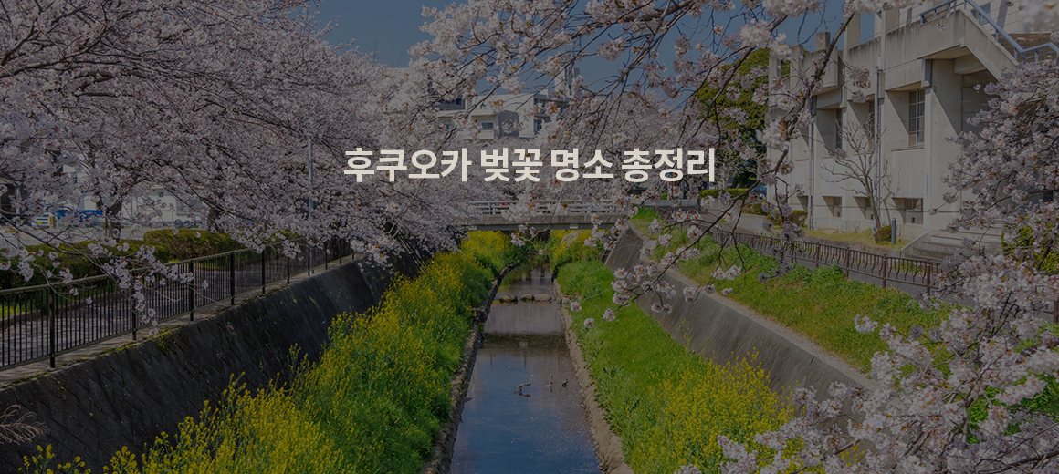 2025 후쿠오카 벚꽃 명소 총정리