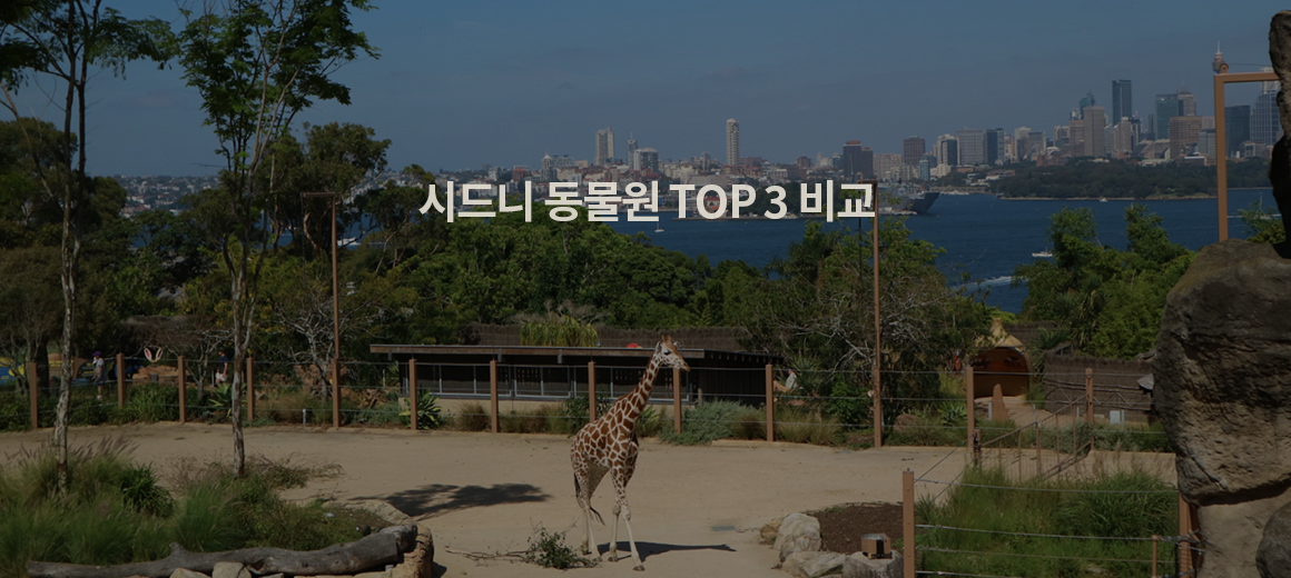 2025 호주 시드니 동물원 추천 비교