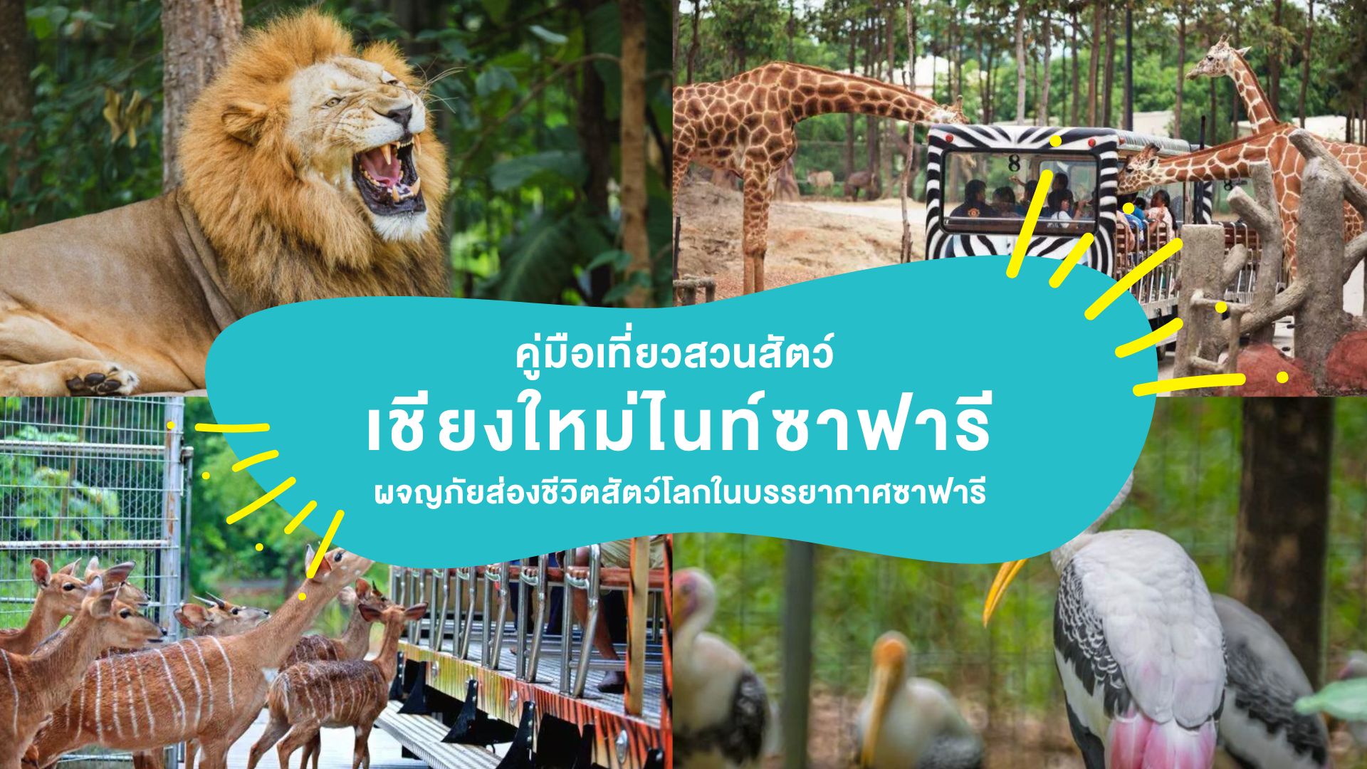 คู่มือเที่ยวสวนสัตว์ &#8220;เชียงใหม่ไนท์ซาฟารี&#8221; ( Chiang Mai Night Safari ) ผจญภัยส่องชีวิตสัตว์โลกในบรรยากาศซาฟารี