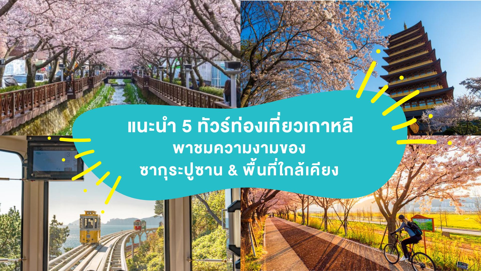 แนะนำ 5 ทัวร์เกาหลี 2568 พาชมความงามของ ซากุระปูซาน &#038; พื้นที่ใกล้เคียง