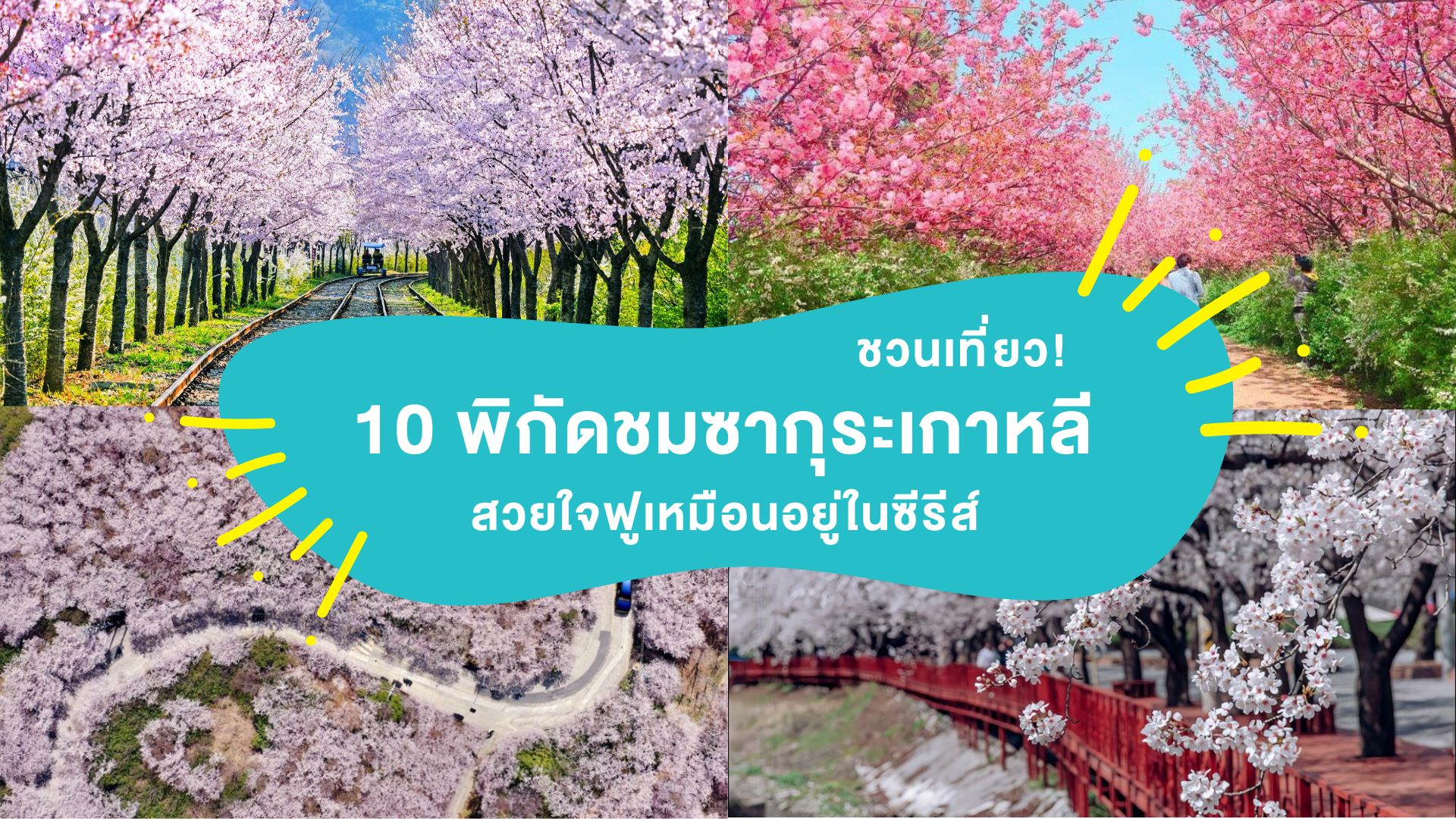 ชวนเที่ยว! 10 พิกัดชม ซากุระเกาหลี 2026 สวยใจฟูเหมือนอยู่ในซีรีส์ ( Korea Sakura 2026 )