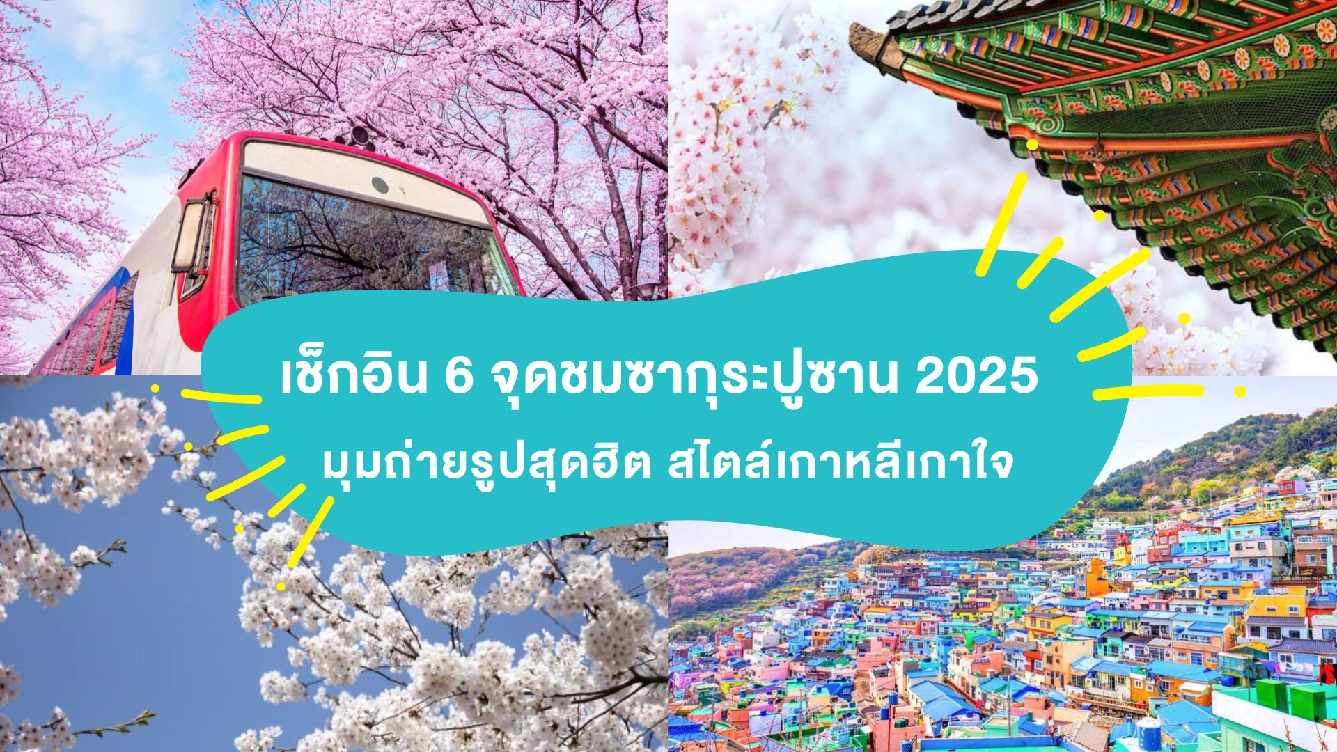 เช็กอิน 6 จุดชมซากุระปูซาน 2025 มุมถ่ายรูปสุดฮิต สไตล์เกาหลีเกาใจ ที่คุณไม่ควรพลาด ( Busan Sakura 2025 )