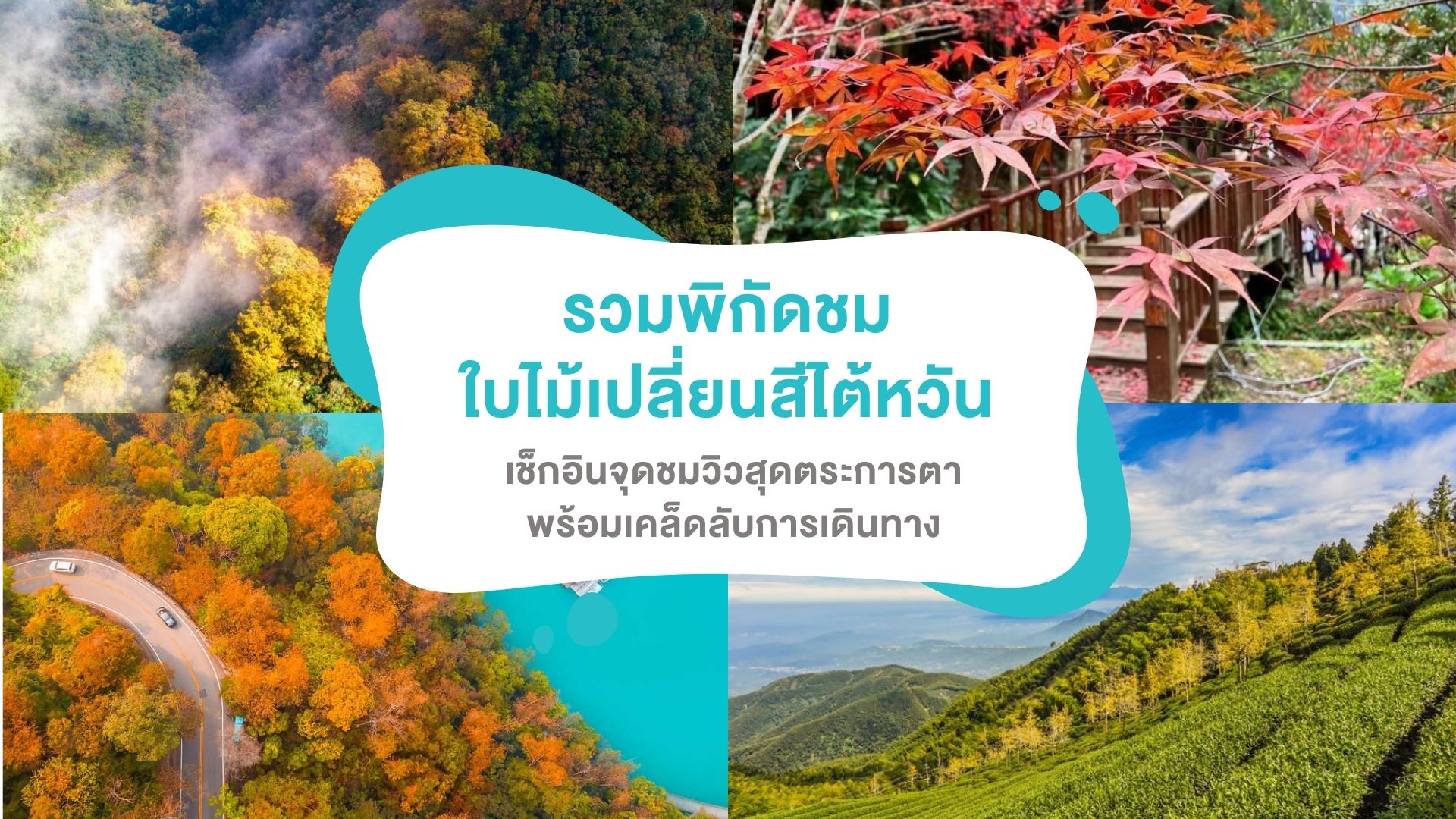 รวมพิกัดชม ใบไม้เปลี่ยนสีไต้หวัน 2025 เช็กอินจุดชมวิวสุดตระการตา พร้อมเคล็ดลับการเดินทาง