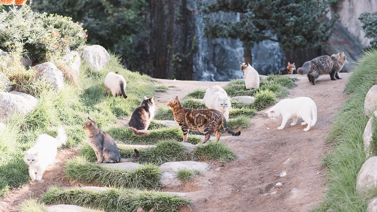 狗 麻吉 宠物 美容 咖啡 厅 的 图片 (99) 사진