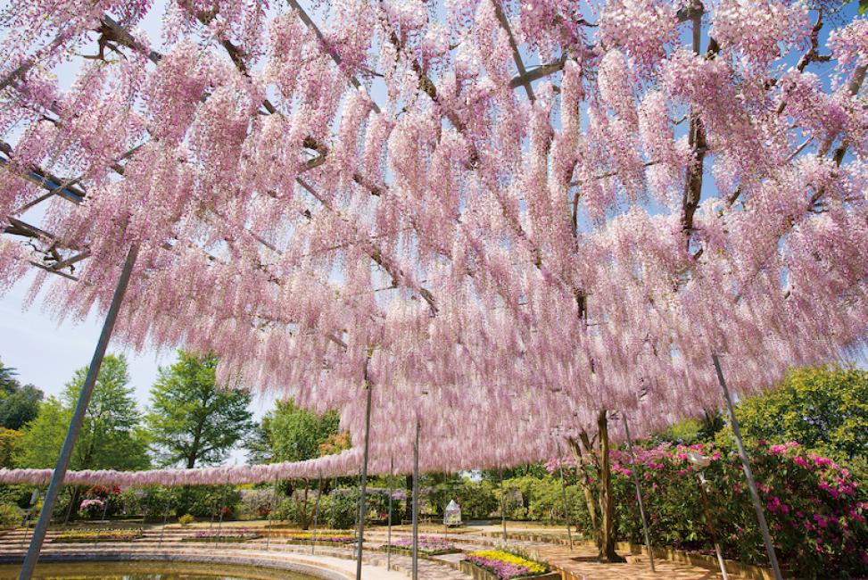 日本】東京足利花卉公園「光之花庭園燈光秀」絕美登場！夢幻花海＋夜間