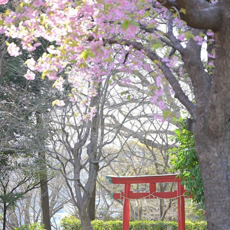 日本東京櫻花景點：東京椿山莊酒店