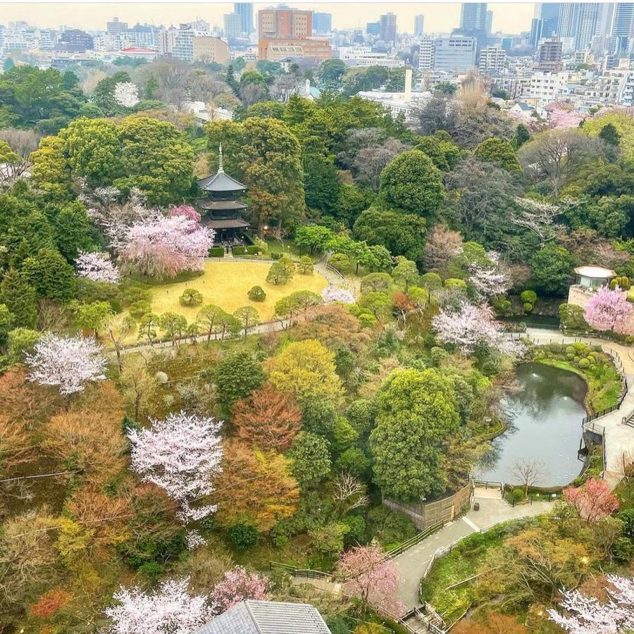 日本東京櫻花景點：東京椿山莊酒店