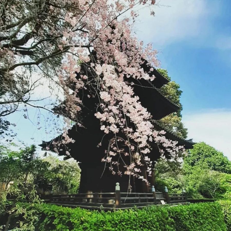 日本東京櫻花景點：東京椿山莊酒店