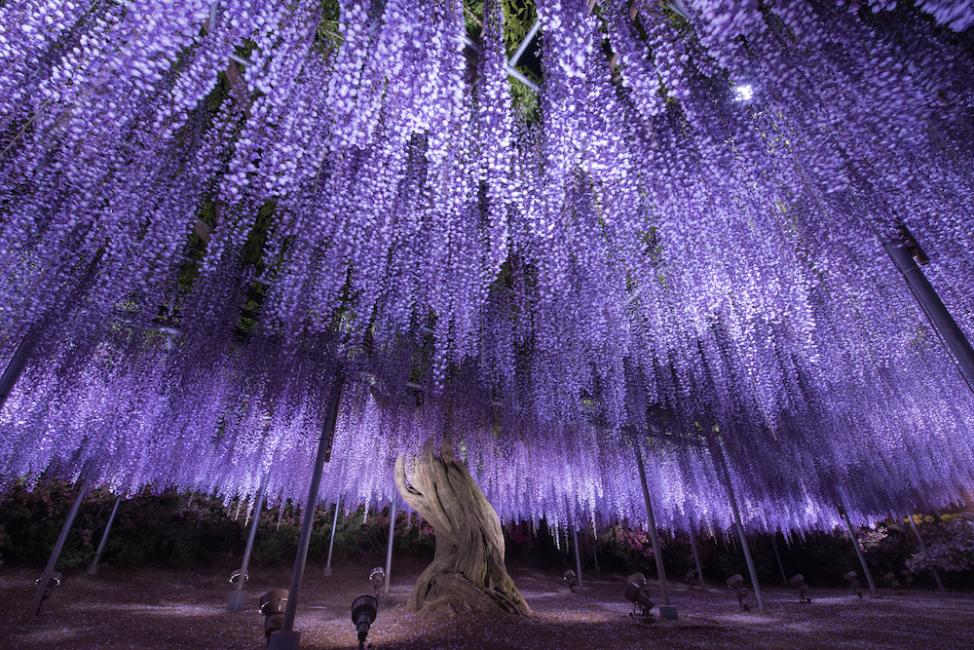 日本】東京足利花卉公園「光之花庭園燈光秀」絕美登場！夢幻花海＋夜間
