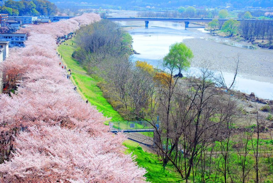 日本東京櫻花景點:多摩河堤防