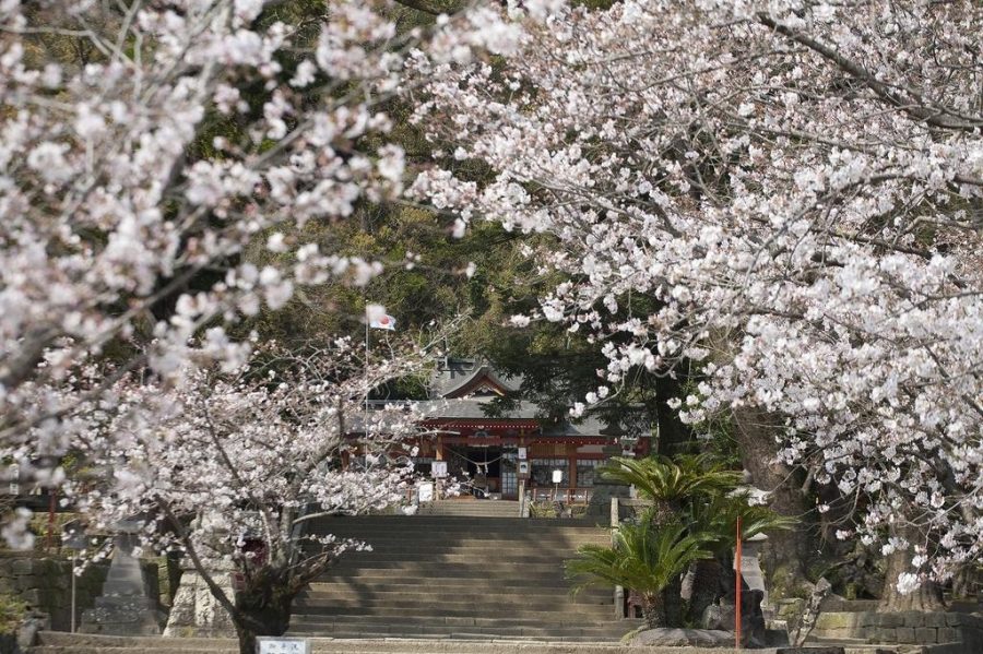 日本各地賞櫻攻略:2025年最新預測 【九州櫻花2024】最熱門鹿兒島福岡櫻花20個景點!